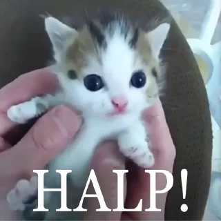 😖 emoji Котята для котят Х3 by @kotiki2509 (медиум пак) Telegram sticker 17 of 35
