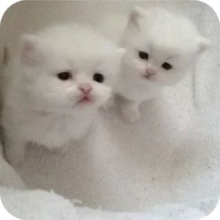 🐱 emoji Котята для котят Х3 by @kotiki2509 (медиум пак) Telegram sticker 14 of 35