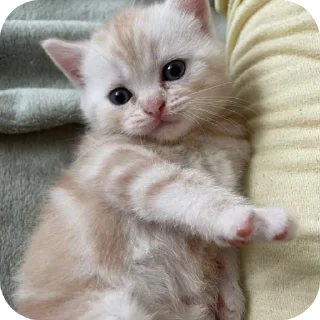 🐱 emoji Котята для котят Х3 by @kotiki2509 (медиум пак) Telegram sticker 20 of 35