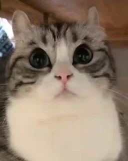 🤪 emoji Котята для котят Х3 by @kotiki2509 (медиум пак) Telegram sticker 4 of 35