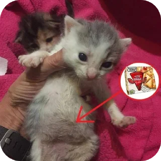 🐱 emoji Котята для котят Х3 by @kotiki2509 (медиум пак) Telegram sticker 11 of 35