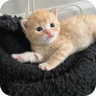 🐱 emoji Котята для котят Х3 by @kotiki2509 (медиум пак) Telegram sticker 18 of 35