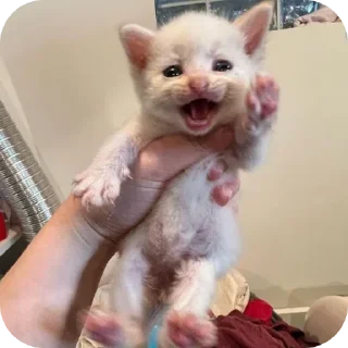 🥰 emoji Котята для котят Х3 by @kotiki2509 (медиум пак) Telegram sticker 19 of 35