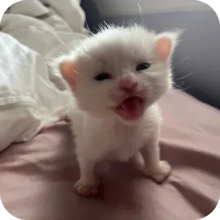 🐱 emoji Котята для котят Х3 by @kotiki2509 (медиум пак) Telegram sticker 24 of 35