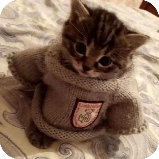 🐱 emoji Котята для котят Х3 by @kotiki2509 (медиум пак) Telegram sticker 23 of 35