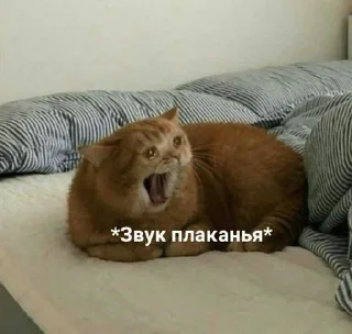 Sticker from кицики з любов'ю
