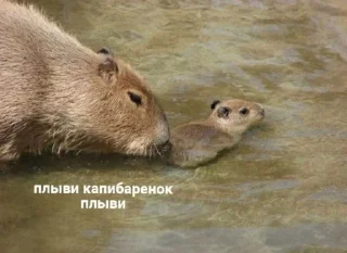 Sticker from капибарка