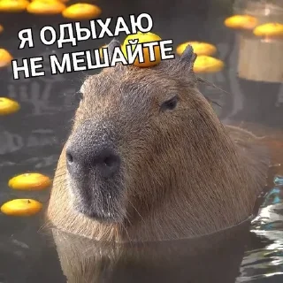 Sticker from Капибара