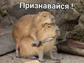 Sticker from Капибара