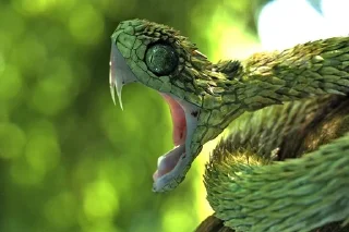 Sticker from Snake 🐍