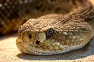Sticker from Snake 🐍