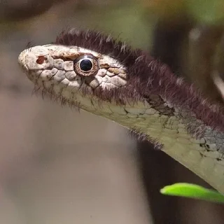 Sticker from Snake 🐍