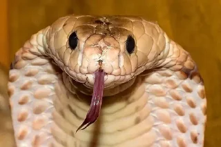 Sticker from Snake 🐍