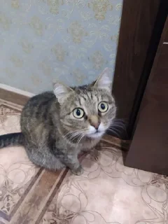 😼 emoji аня посейдон Telegram sticker 23 of 106