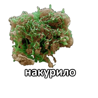 Sticker from мікрочеліки @blyadtoivo