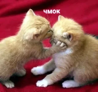 🌟 emoji мне не интересно pack by @QuotLyBot Telegram sticker 20 of 69