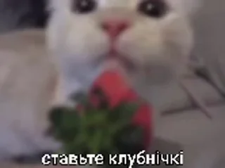 🤩 emoji cursed kittens 2 @satori_666 Telegram sticker 20 of 111