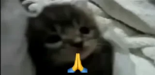 🙏 emoji рожден быть котёнком, вынужден Telegram sticker 12 of 98