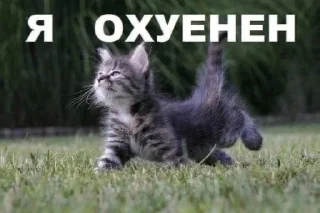 Sticker from я охуенен @satori_666