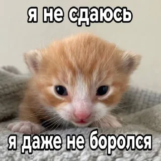 🤩 emoji рыжики Telegram sticker 24 of 106