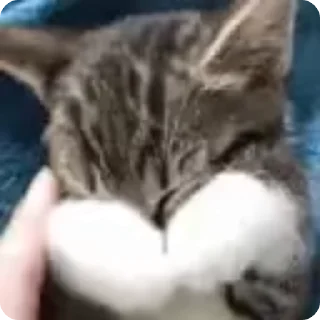 😣 emoji рожден быть котёнком, вынужден Telegram sticker 17 of 98