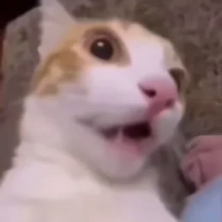 🐱 emoji рожден быть котёнком, вынужден Telegram sticker 8 of 98