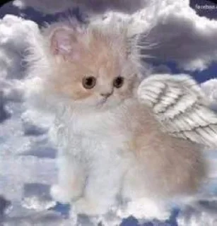 🤩 emoji cursed kittens 2 @satori_666 Telegram sticker 13 of 111