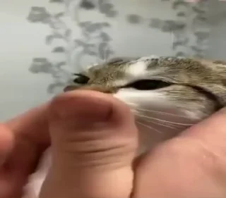 🐈 emoji рожден быть котёнком, вынужден Telegram sticker 9 of 98