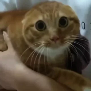 😖 emoji рожден быть котёнком, вынужден Telegram sticker 18 of 98