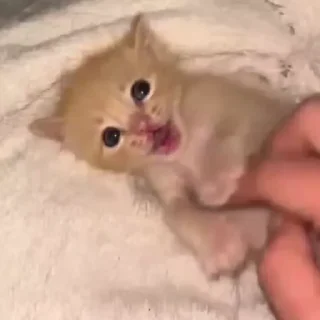 🌟 emoji рожден быть котёнком, вынужден Telegram sticker 3 of 98