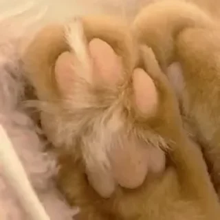 🐾 emoji рожден быть котёнком, вынужден Telegram sticker 1 of 98