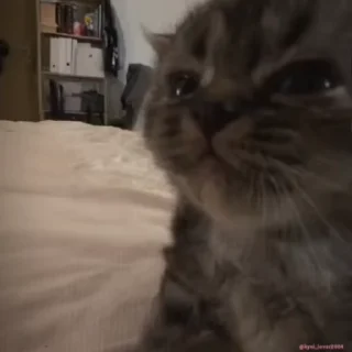 🥺 emoji рожден быть котёнком, вынужден Telegram sticker 19 of 98