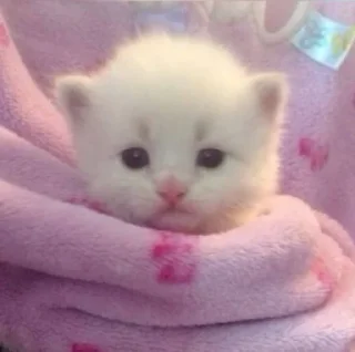 🤩 emoji cursed kittens 2 @satori_666 Telegram sticker 12 of 111