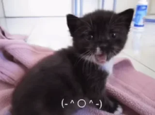 🌟 emoji рожден быть котёнком, вынужден Telegram sticker 13 of 98