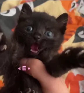 🤩 emoji cursed kittens 2 @satori_666 Telegram sticker 21 of 111