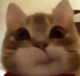 🤩 emoji cursed kittens 2 @satori_666 Telegram sticker 15 of 111