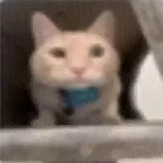 🤩 emoji cursed kittens 2 @satori_666 Telegram sticker 18 of 111