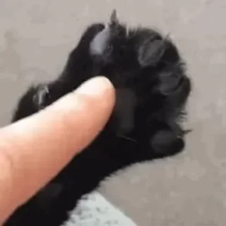 🐾 emoji рожден быть котёнком, вынужден Telegram sticker 24 of 98