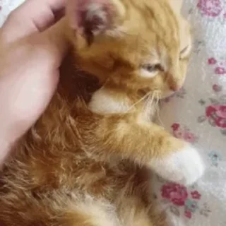 🐈 emoji рожден быть котёнком, вынужден Telegram sticker 16 of 98