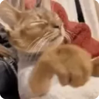 🚪 emoji рожден быть котёнком, вынужден Telegram sticker 21 of 98