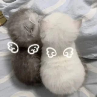 🤩 emoji cursed kittens 2 @satori_666 Telegram sticker 10 of 111