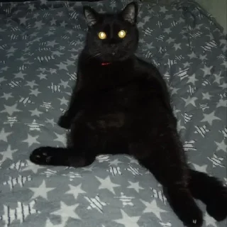 🌟 emoji 89/70 балів за роботу в триместрі Telegram sticker 15 of 109