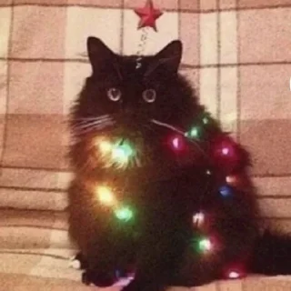 Sticker from коты