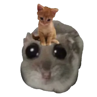 🐱 emoji @STICKRULE <- БОЛЬШЕ Telegram sticker 22 of 119