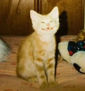 😃 emoji cursed kittens  @satori_666 Telegram sticker 21 of 120