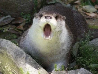 Sticker from silly otters by ritsu!!