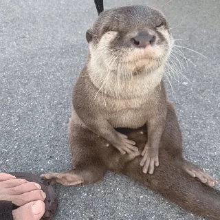 Sticker from silly otters by ritsu!!