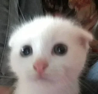 😥 emoji cursed kittens  @satori_666 Telegram sticker 24 of 120