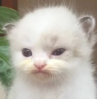 cursed kittens  @satori_666 sticker 2
