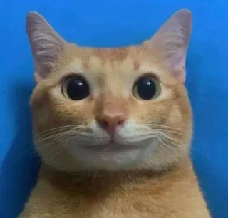 🥴 emoji cursed kittens  @satori_666 Telegram sticker 11 of 120